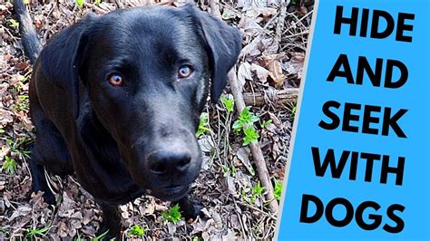 xnxxdogsex|'animal dog' Search .